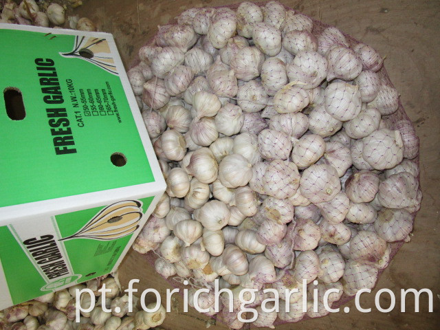 Normal White Garlic